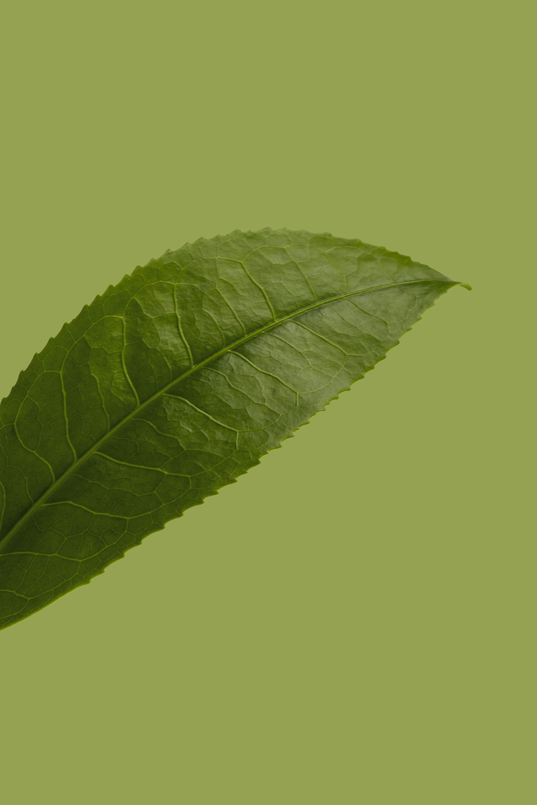 Boosting Your Brainpower: How Green Tea Enhances Cognitive Function