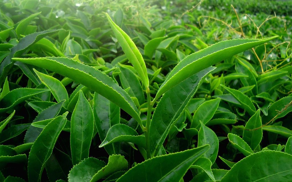 Does Green Tea Have An Effect On Allergies And Asthma, And Can It Be Used As A Natural Remedy?