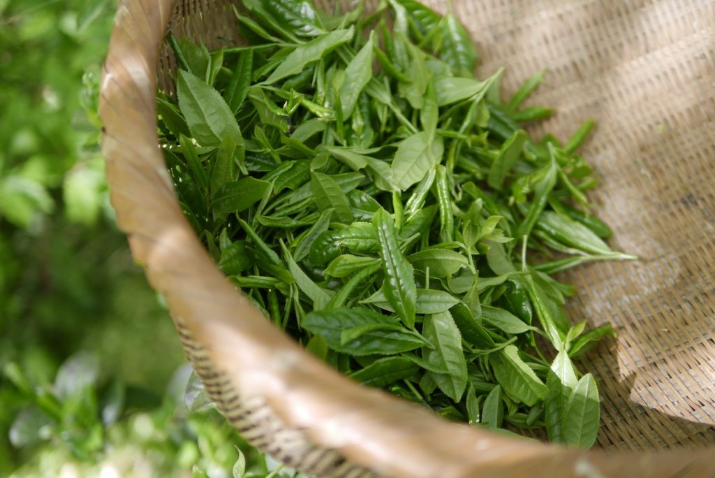 Does Green Tea Have Potential Anti-aging Effects On The Skin?