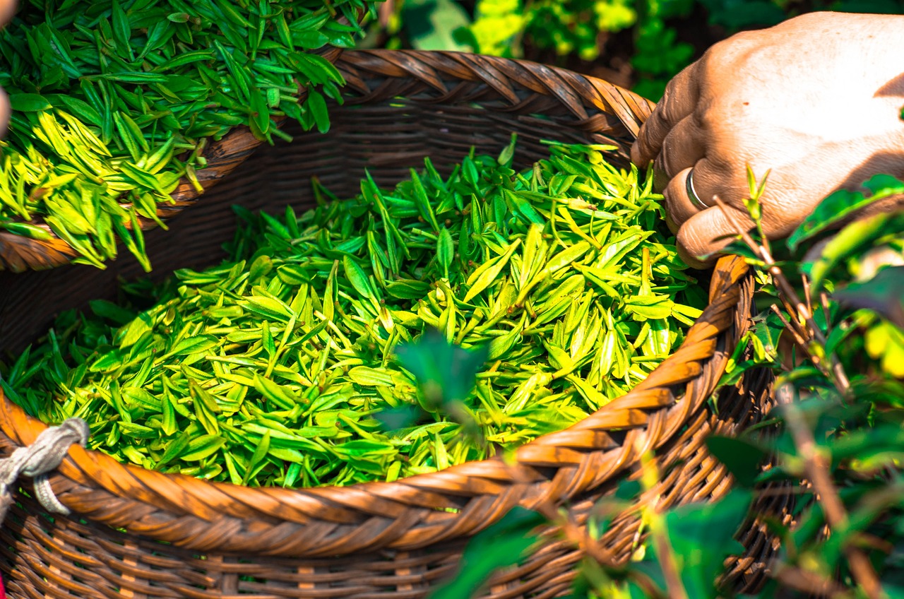 Elevate Your Energy Levels: The Invigorating Power Of Green Tea