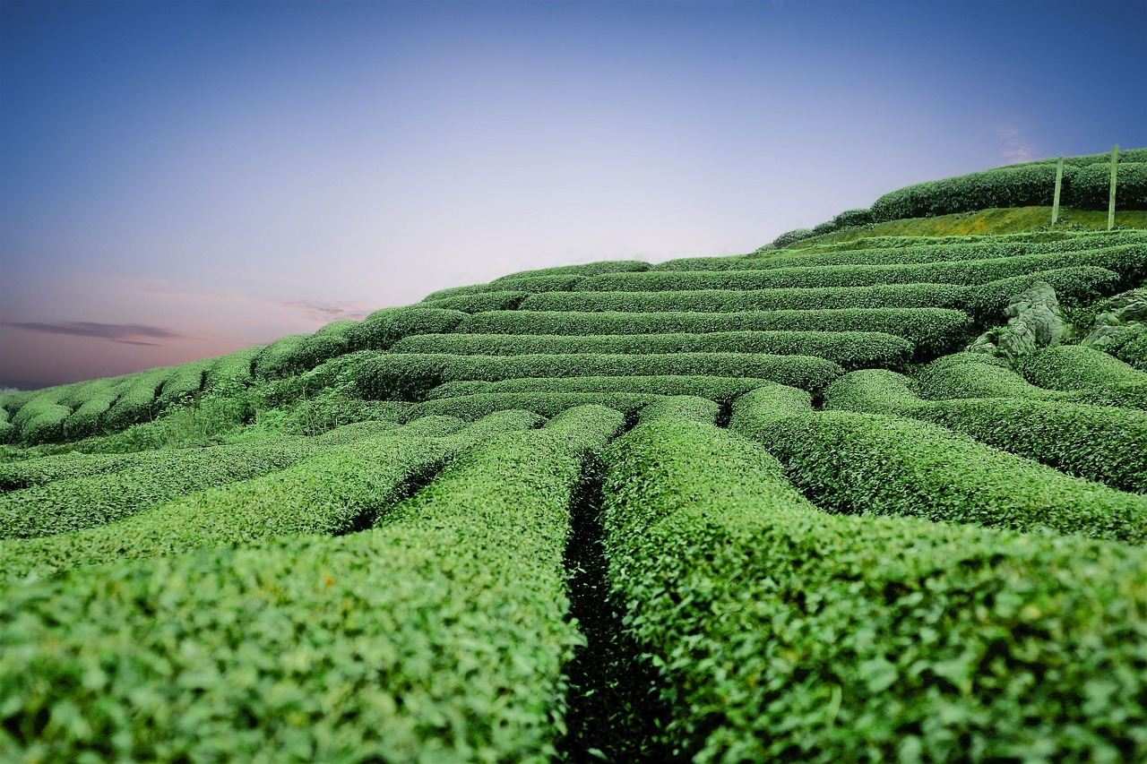 Sencha Vs. Gyokuro: Comparing Two Popular Japanese Green Teas